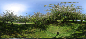 Kugelpanorama
                                                    Scheinbuch bei
                                                    berlingen Hochstamm
                                                    Apfelplantage